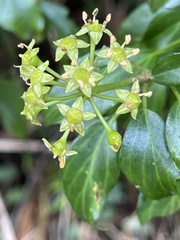 Hedera rhombea