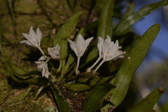 Sarcochilus falcatus