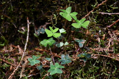 Oxalis griffithii
