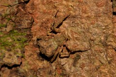 Stephanopis carcinoides