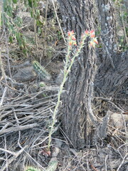 Echeveria bifida