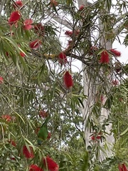 Glossopsitta concinna