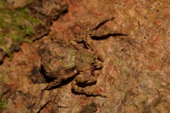 Stephanopis carcinoides