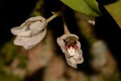 Sarcochilus falcatus