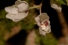 Sarcochilus falcatus