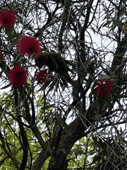 Glossopsitta concinna