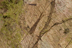 Limoniidae