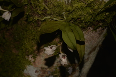 Sarcochilus falcatus