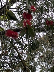 Glossopsitta concinna