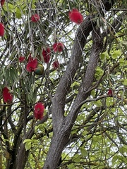 Glossopsitta concinna