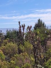Protea compacta