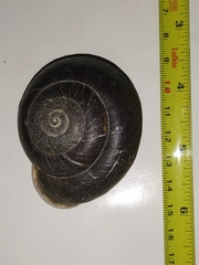 Isomeria scalena