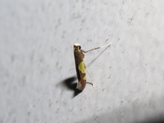 Caloptilia bimaculatella