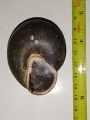 Isomeria scalena