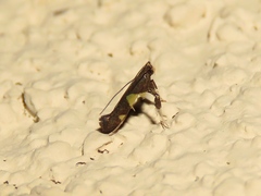 Caloptilia bimaculatella