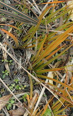 Libertia peregrinans