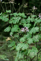 Pelargonium zonale