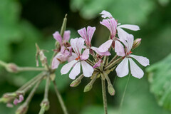 Pelargonium zonale
