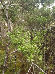 Phyllocladus alpinus