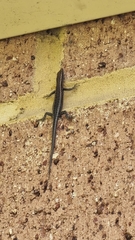 Cryptoblepharus buchananii