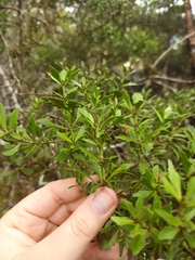 Phyllocladus alpinus