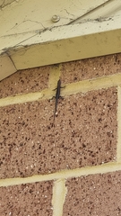 Cryptoblepharus buchananii