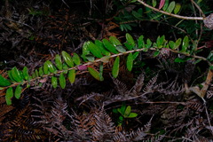 Melaleuca hypericifolia