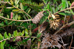 Melaleuca hypericifolia