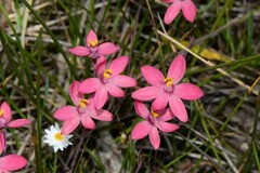 Thelymitra × macmillanii