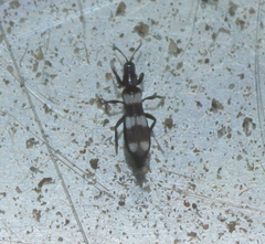 Aeolothrips