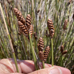 Nevillea obtusissima