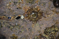 Aulactinia verrucosa