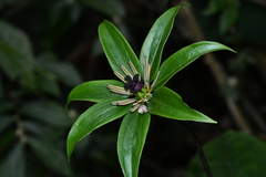 Paris polyphylla