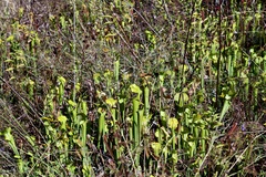 Sarracenia alata