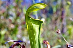 Sarracenia alata