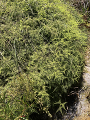 Gleichenia polypodioides