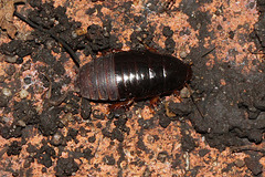 Blaberidae