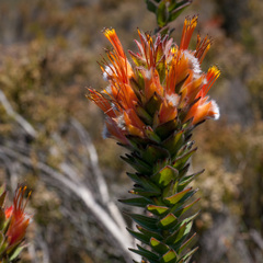 Mimetes capitulatus