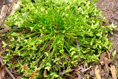 Isolepis levynsiana