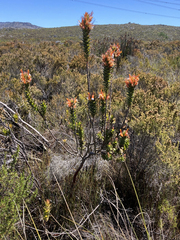 Mimetes capitulatus