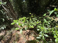 Myrsine novocaledonica