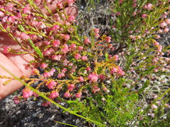 Erica spumosa