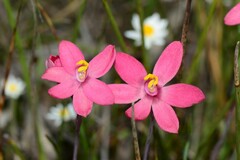 Thelymitra × macmillanii