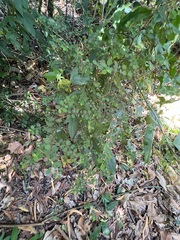 Phyllanthus tenellus