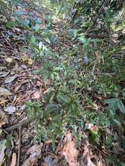 Denhamia fournieri