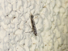 Neurobathra strigifinitella