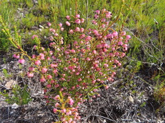 Erica spumosa