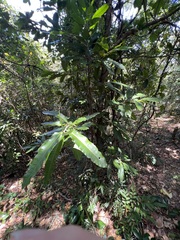 Lethedon salicifolia