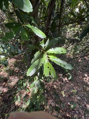 Lethedon salicifolia