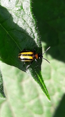 Lema confusa virgata